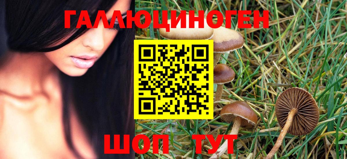 Псилоцибиновые грибы Psilocybe Чехов